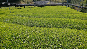 Japanese green tea -Matcha- Powder 40g Made in Uji Kyoto