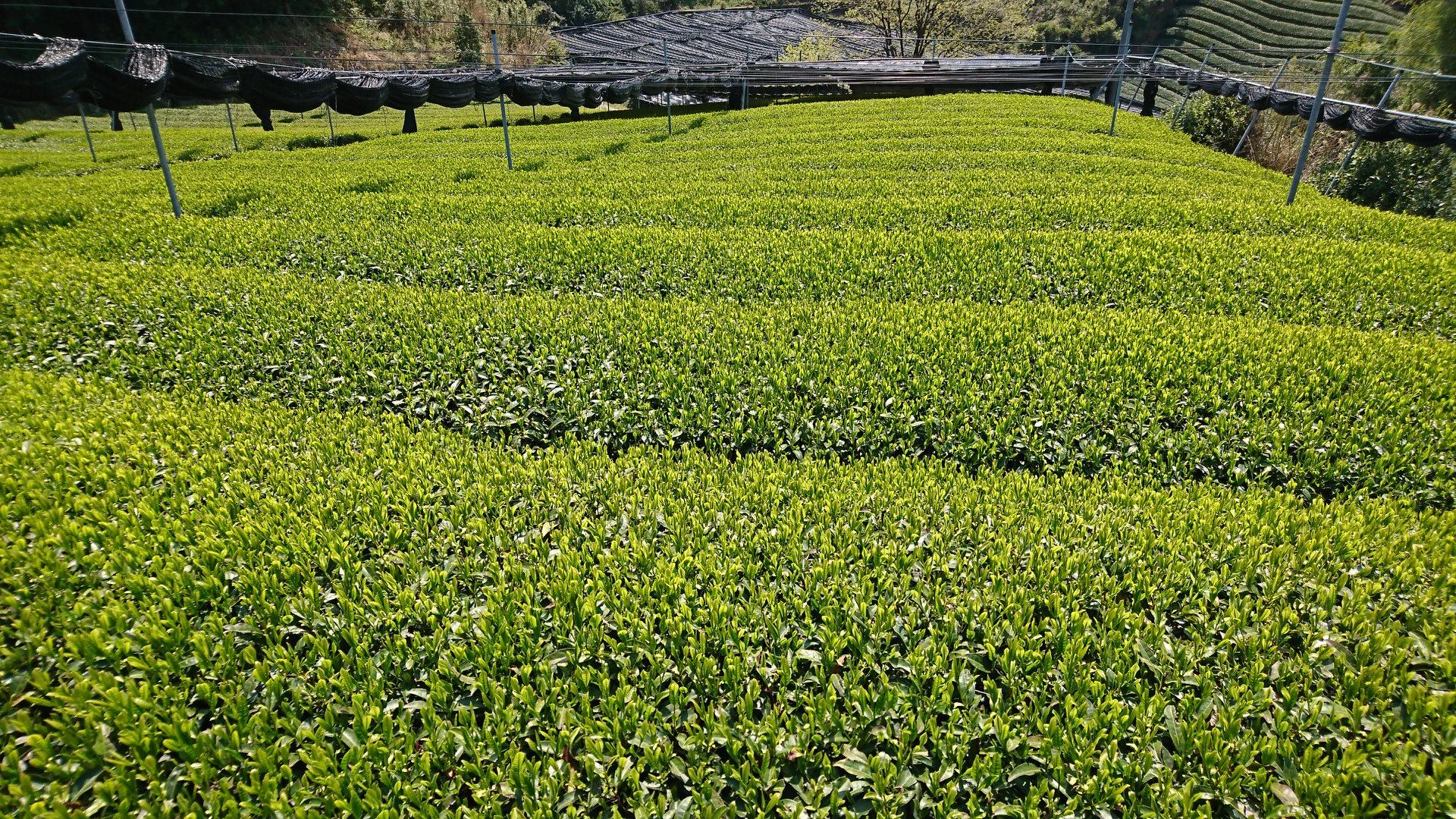 Japanese green tea -Sencha- loose leaf 70g Made in Uji Kyoto