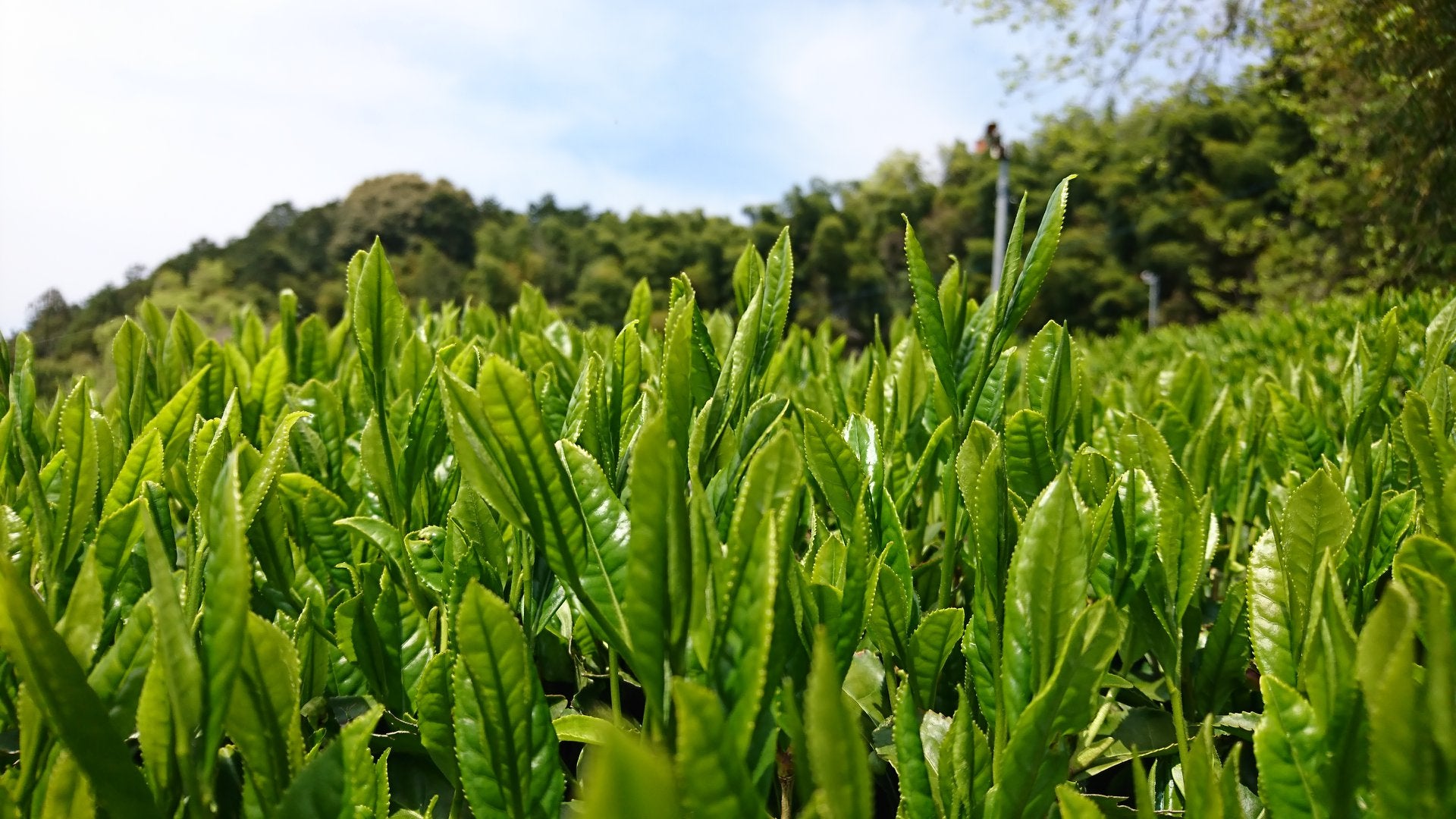 Japanese green tea -Sencha- loose leaf 70g Made in Uji Kyoto